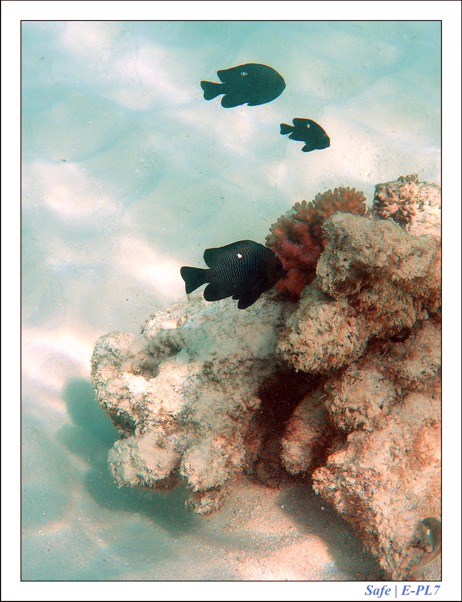 2019 - 07 - Snorkeling maldives - 14